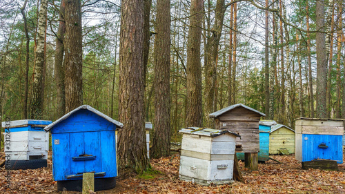Apiary with wooden old beehives in autumn forest. Preparing bees for wintering. Autumn flight of bees before frosts. Warm weather in the apiary in the fall.