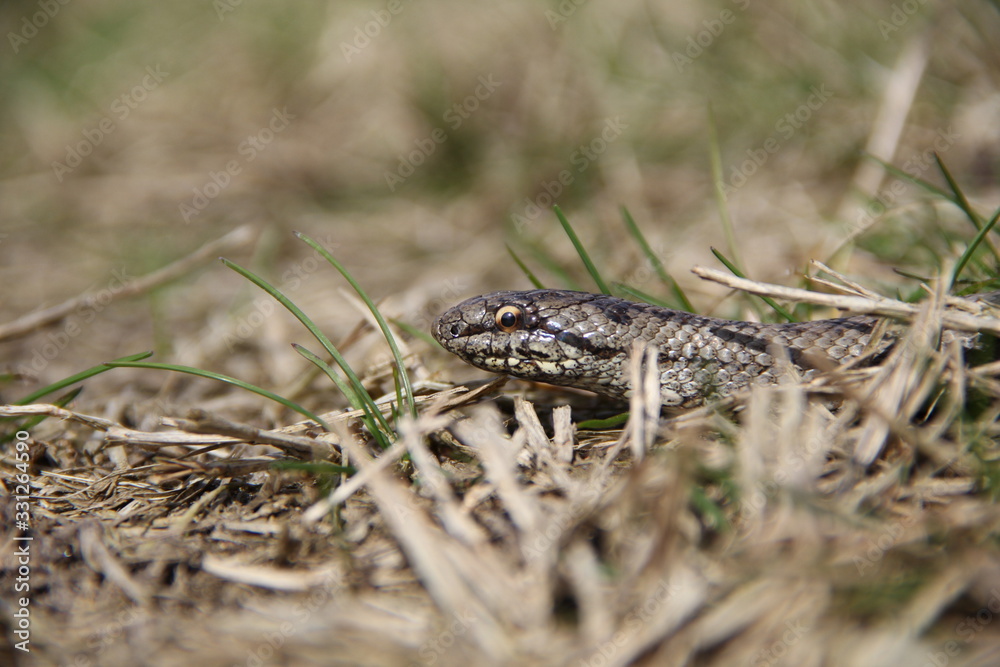 Fototapeta premium Smooth snake head close up