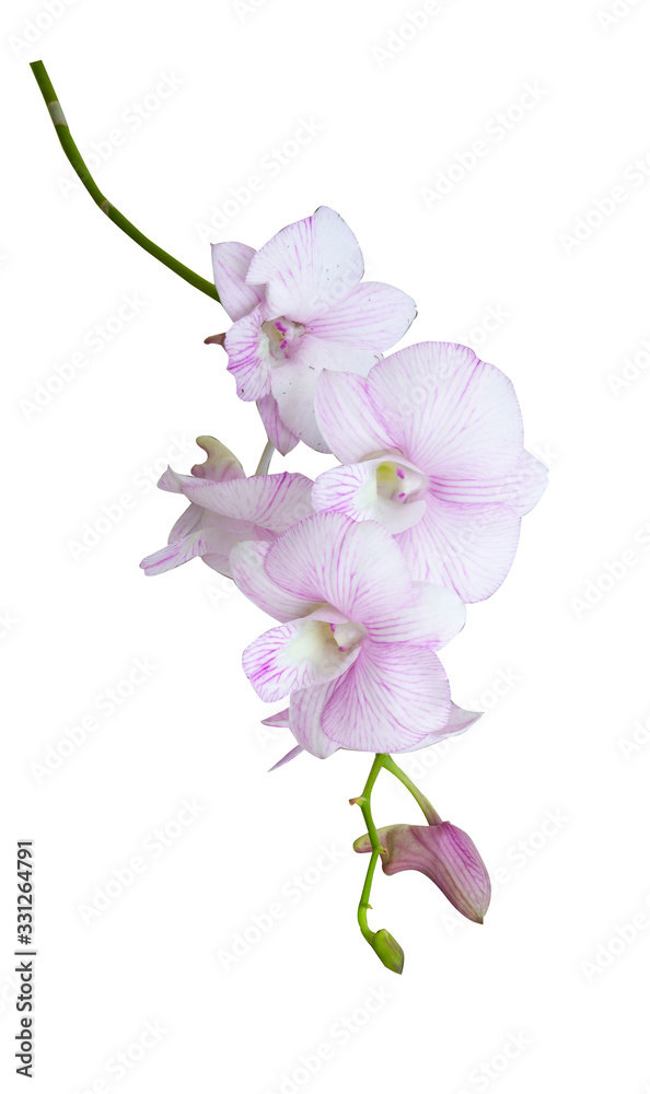 Fototapeta premium Beautiful orchid flower with isolated on white background and natural background. Bouquet of purple, pink and white.