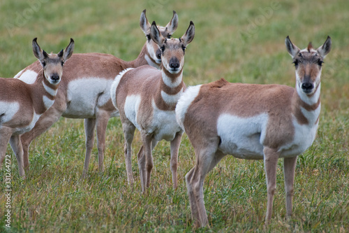 Fototapeta Naklejka Na Ścianę i Meble -  Herd of Pronghorns outside of Grand Teton National Park in Wyoming, USA