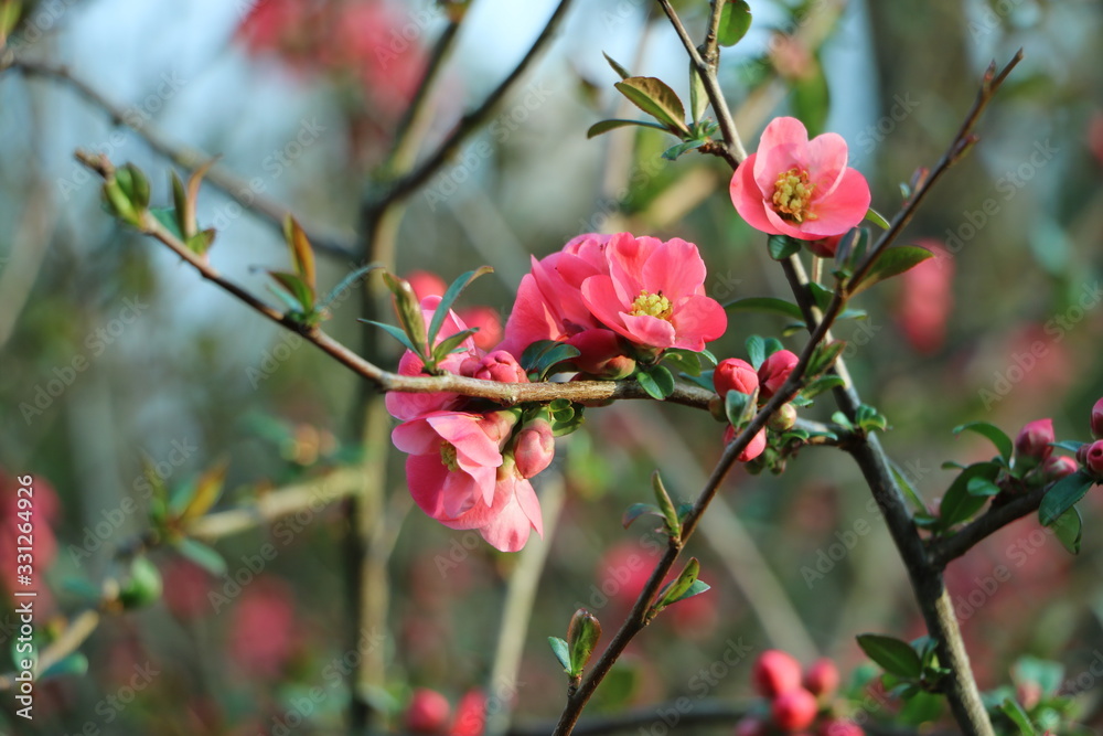 blumen blumen