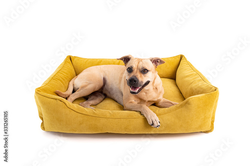 The brown dog lies on a yellow dog sofa. Isolated white background.