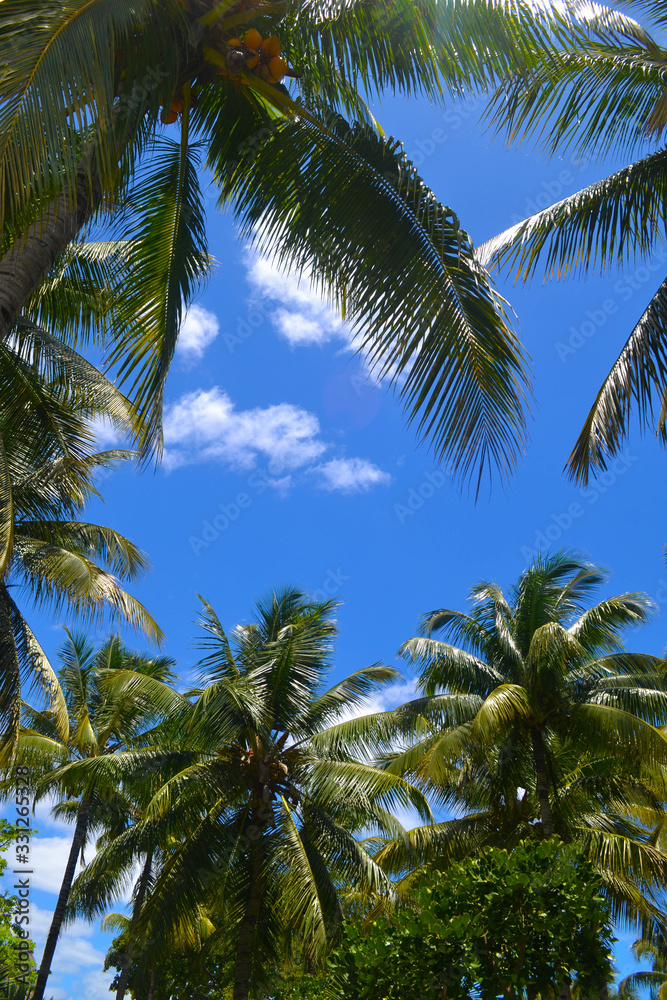 palms, beach, ocean, sky, tropical