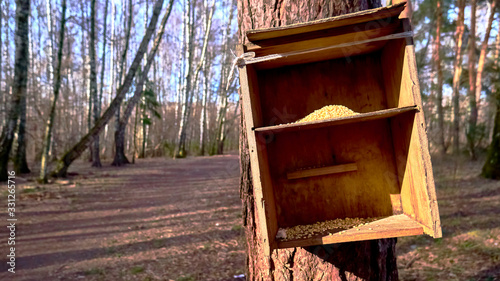 Photography homemade bird feed in moscow
