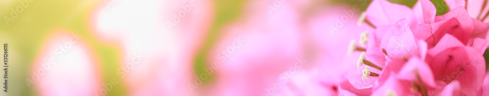 Beautiful nature view pink Bougainvillea flower on blurred greenery background under sunlight with bokeh and copy space using as background natural plants landscape, ecology cover page concept.