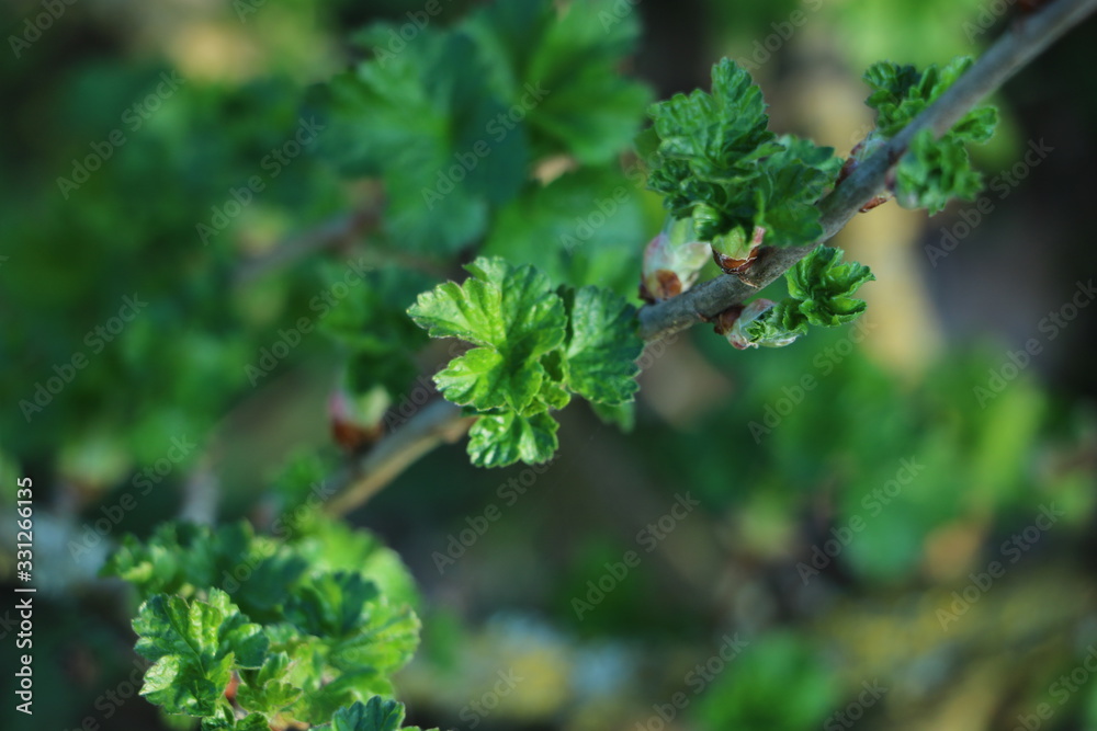 grüne Blätter im Garten grüne Blätter im Garten