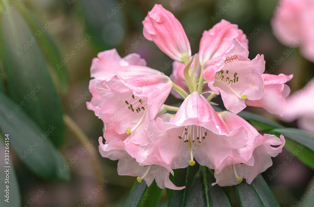 Blooming Rhododendron. Close-up. Branch with pink flowers. Blooming gardens. Natural background Blooming Rhododendron. Close-up. Branch with pink flowers. Blooming gardens. Natural background