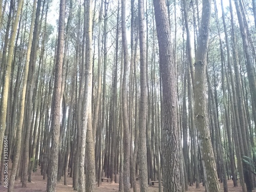 trees in the forest