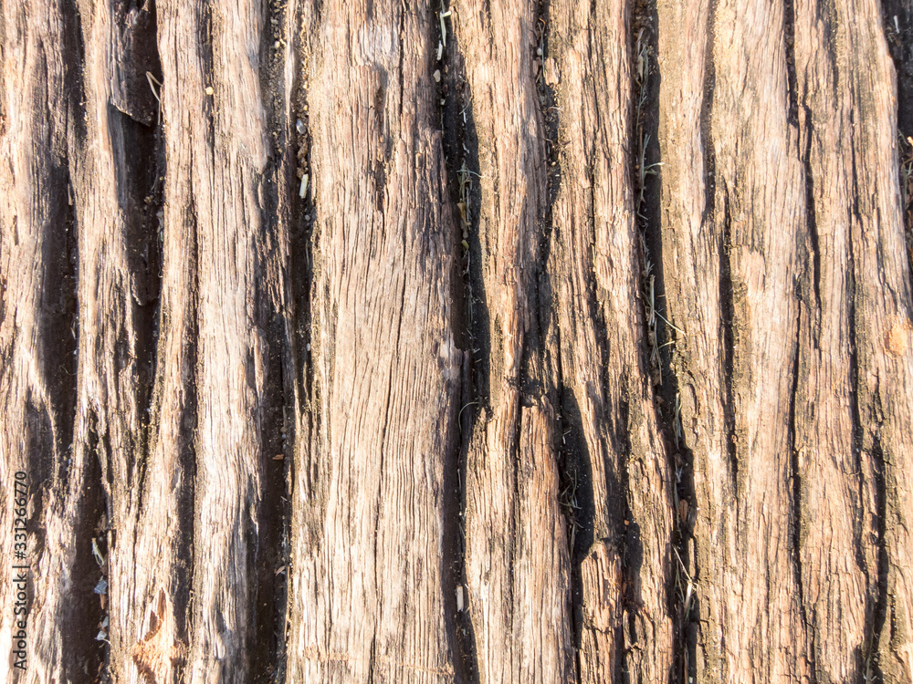 Obraz premium The bark is rough, dark brown.