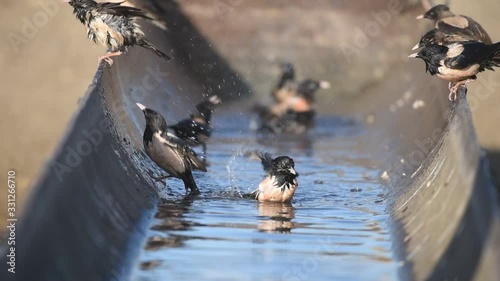 A flock of rosy starlings (Sturnus roseus) bathe in a metal barrel