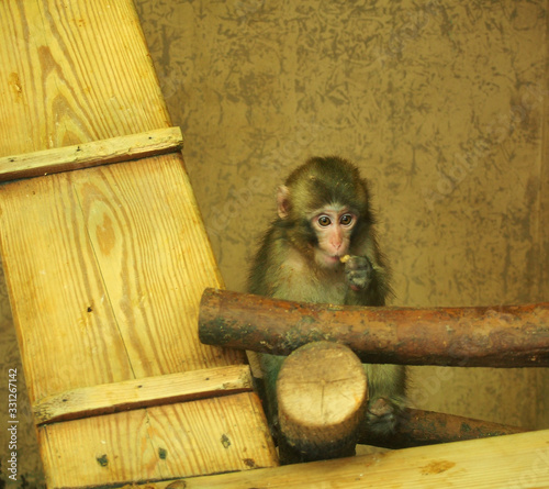 The macaque is sitting in the enclosure. A monkey with a skin of grey color.