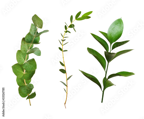 Set of decorative eucalyptu...