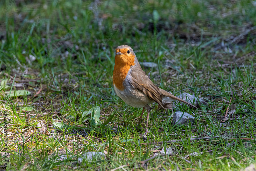 The European robin (Erithacus rubecula) in garden The European robin (Erithacus rubecula) in garden