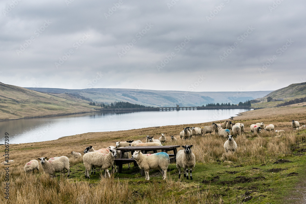 Swaledale sheep gathered around a picnic table with mountains and reservoir in the background