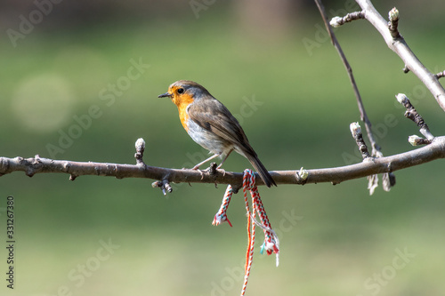 European robin (Erithacus rubecula) tweeting on a tree branch in garden.
