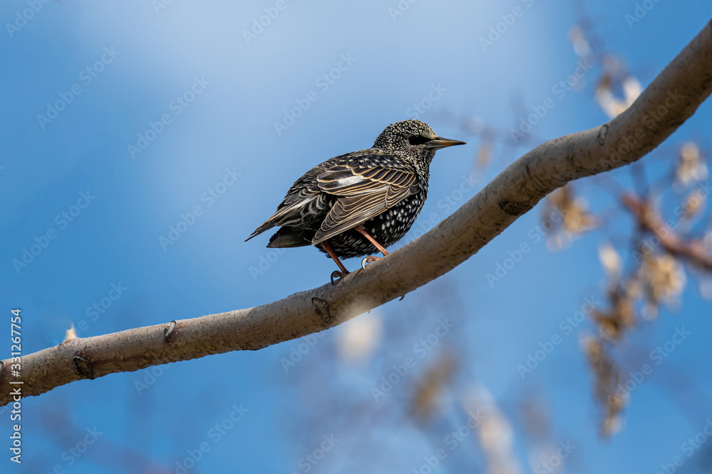 Starling on the tree. European Starling (Sturnus vulgaris) Starling on the tree. European Starling (Sturnus vulgaris)