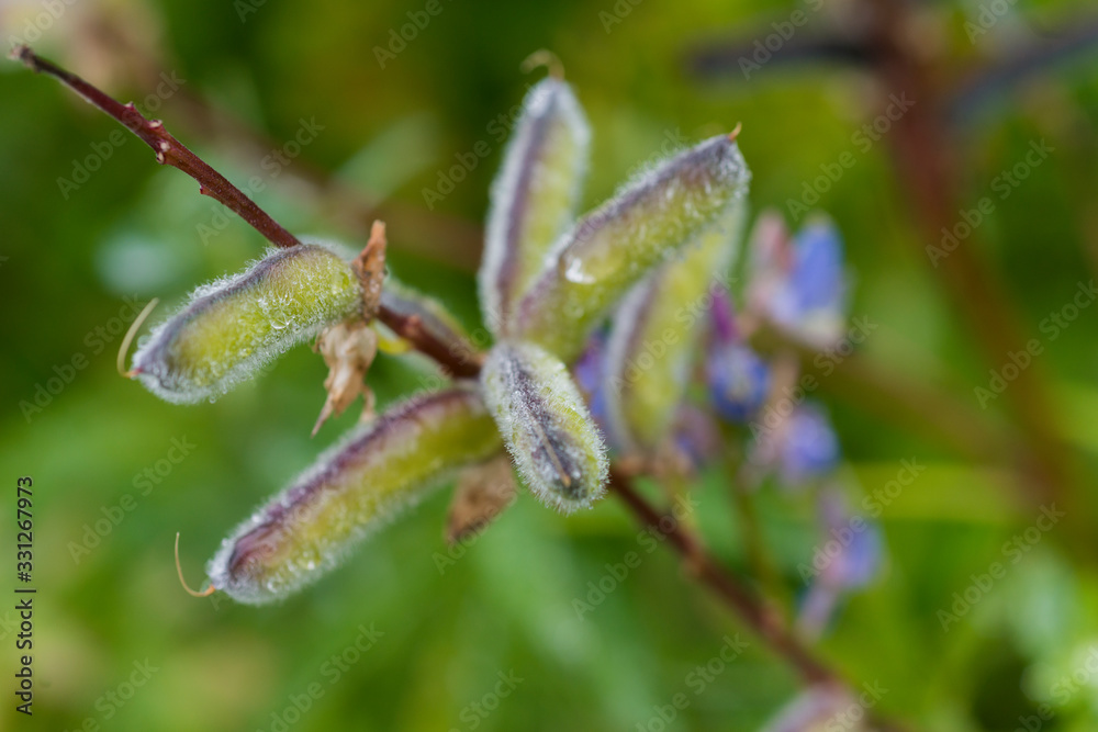 various drops on buds after rain, a close-up various drops on buds after rain, a close-up