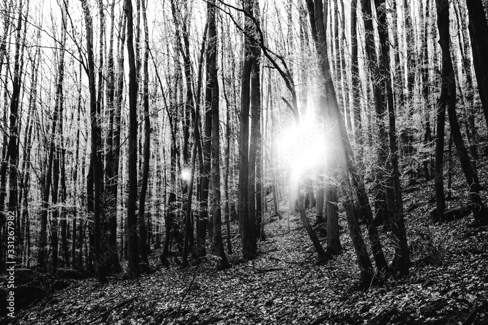 Fototapeta premium fog in the forest