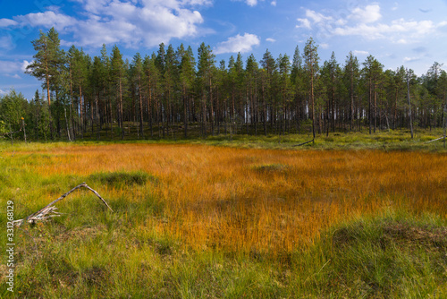 a strange orange meadow during summer with spuces
