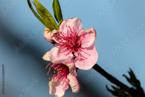 Bokeh of spring seasonal flower in jageshwar photo