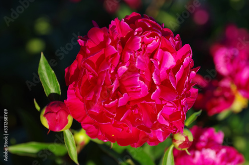 Fototapeta Naklejka Na Ścianę i Meble -  Red peony in close up picture, Paeonia lactiflora, Karl Rosenfield. 