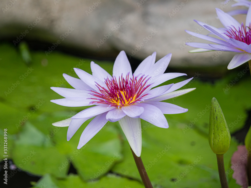 White Water Lily in a Pond with Lily Pads White Water Lily in a Pond with Lily Pads