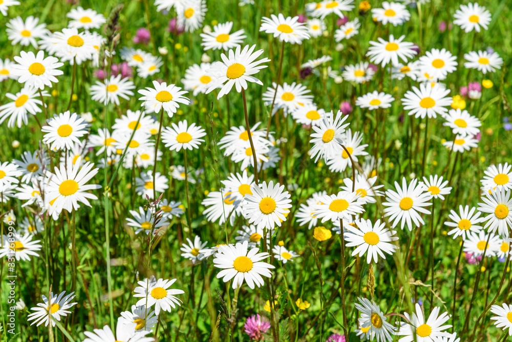 Fototapeta premium bunte Frühlingswiese mit Margeriten und anderen Wildblumen und Kräutern