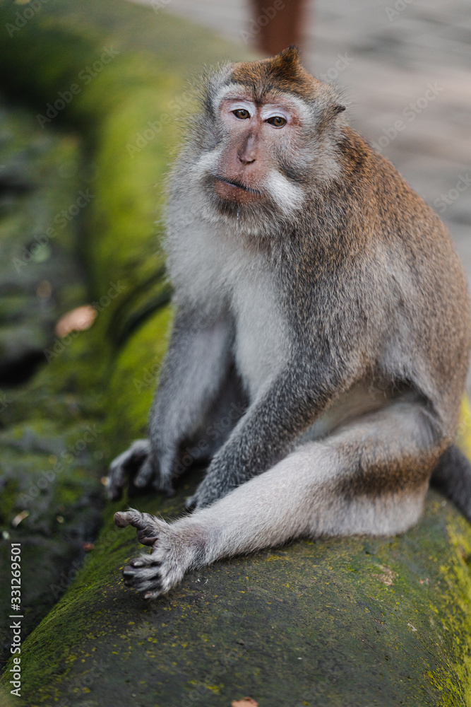 Long-tailed macaque (Macaca fascicularis) in Sacred Monkey Forest, Ubud, Indonesia