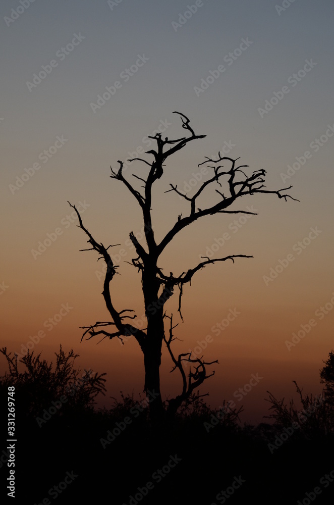 Silhouette of a dead tree in the Kalahari