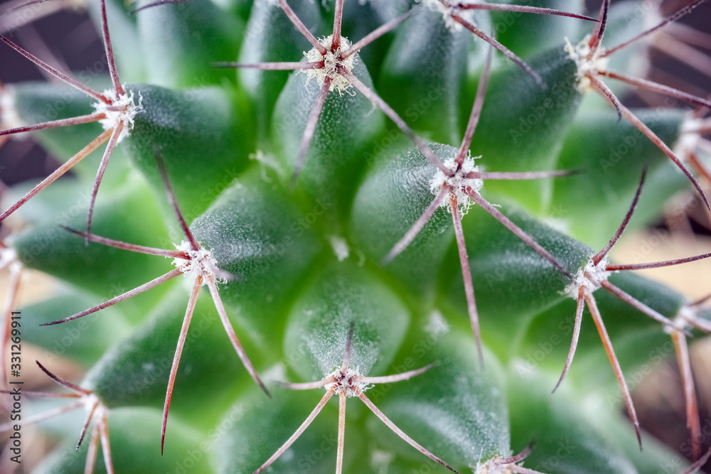 cactus close up on the entire frame as a background cactus close up on the entire frame as a background