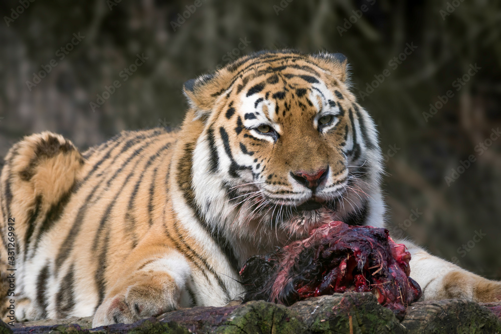 Siberian Tiger (Panthera tigris altaica) Siberian Tiger (Panthera tigris altaica)
