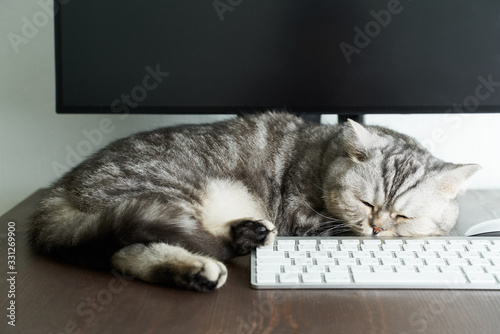 Keep calm and stay home concept. Fluffy cat sleeps on desktop next to computer. photo