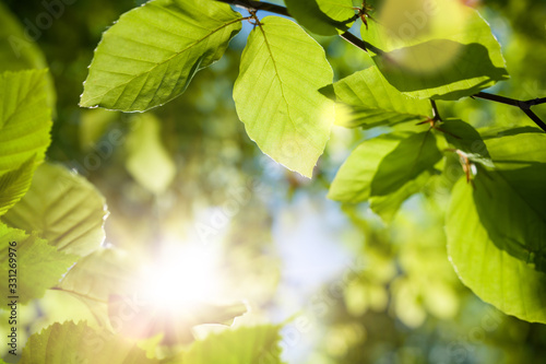 Green leaves closeup with the sun in the blurred background
