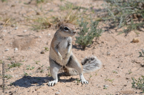 Ground squirrel assessing the danger in the Kalahari