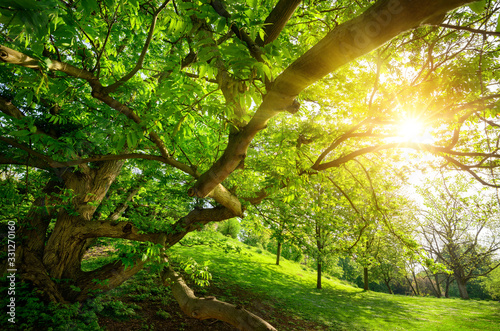The warm sun seen from under a tree in the park  with a meadow and lots of green foliage