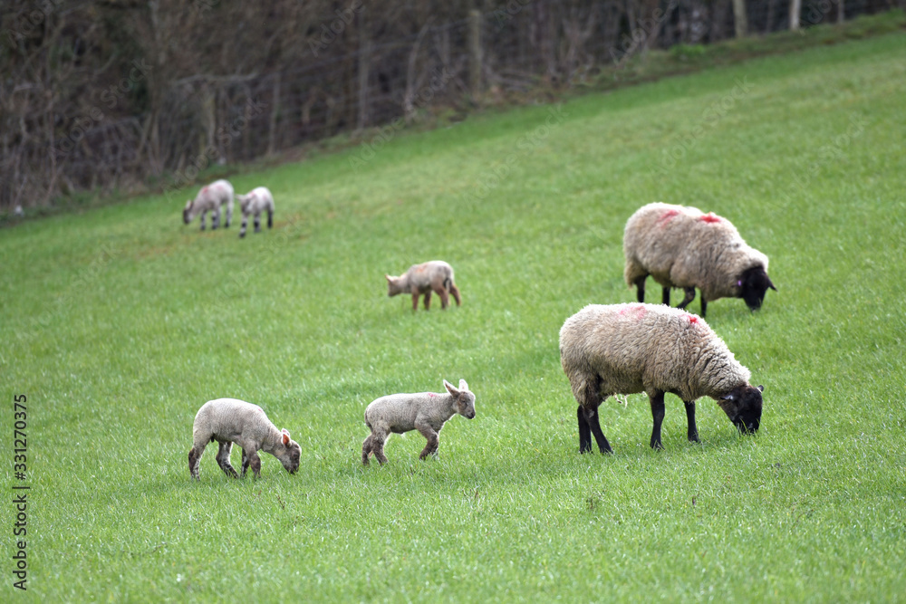 Naklejka premium lambs and sheep