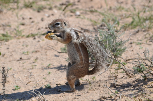 Ground squirrel finding some food in the Kalahari