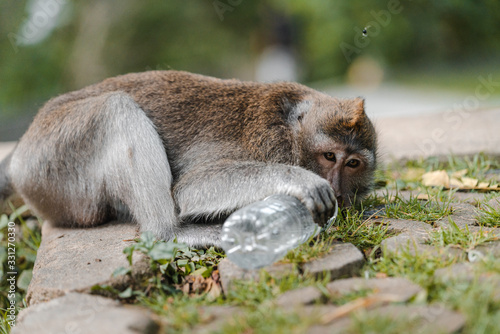 Long-tailed macaque plays with a plastic bottle in Sacred Monkey Forest in Ubud, Bali