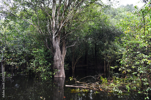 Amazonian wildlife view from a boat of one of the tributaries