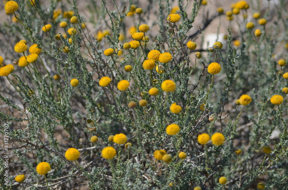 Pentzia flowering in the Kalarhari, Mabuasehube in Botswana