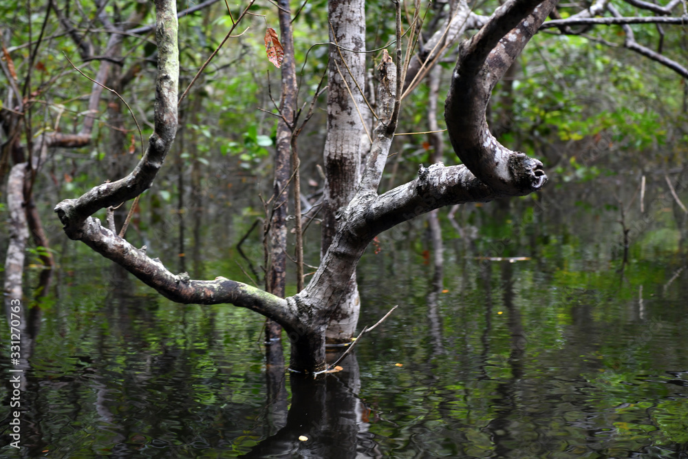 Fototapeta premium Amazonian wildlife view from a boat of one of the tributaries