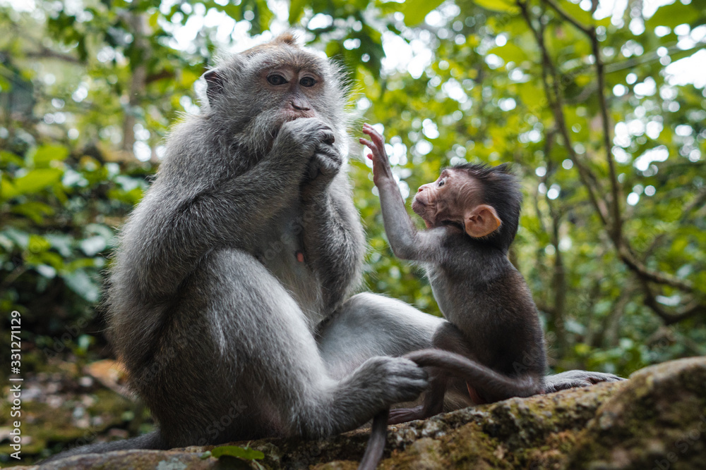 Long-tailed macaque plays with his baby monkey and protects from strangers in Sacred Monkey Forest in Ubud, Bali