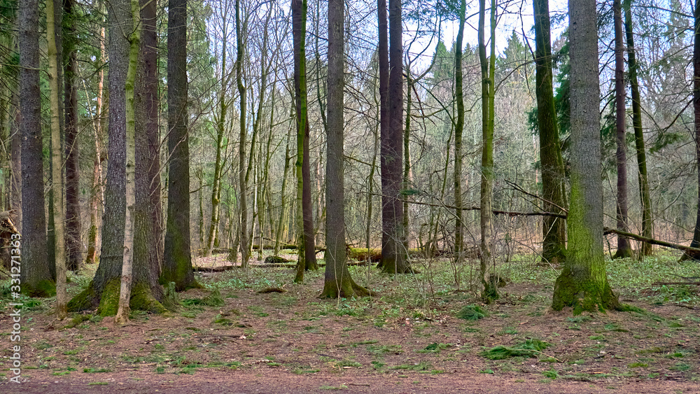 autumn forest in the suburbs