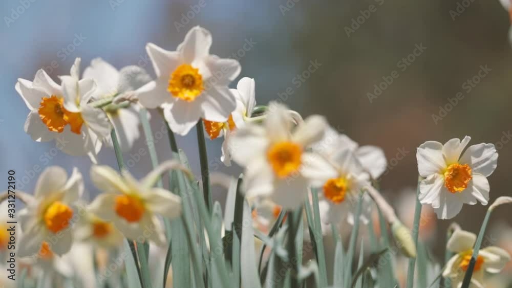 panning on a bed of white daffodils blowing in the wind gently panning on a bed of white daffodils blowing in the wind gently