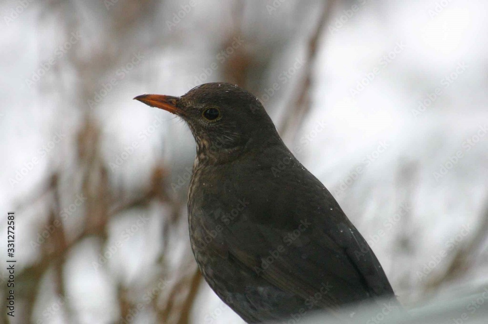 Bird Staring On A Branch In Winter Bird Staring On A Branch In Winter