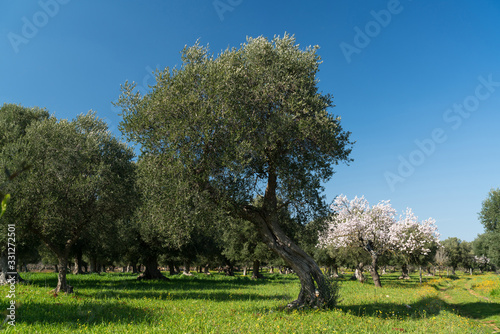 The arrival of spring and the cherry blossoms with olive trees - Puglia - Alberobello, Lecce, Putignano, Noci