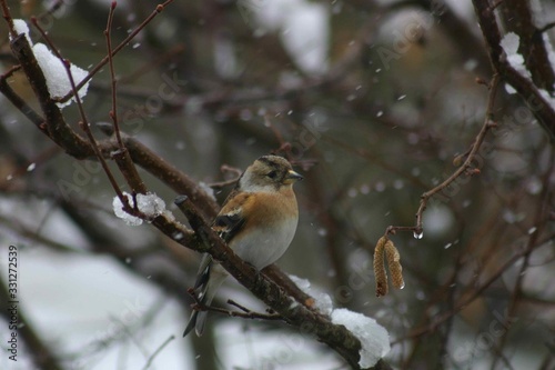 Redbreast Staring On A Branch In Winter - Front Face View