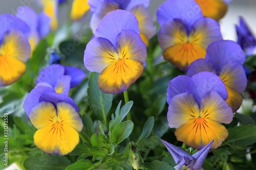 Beautiful blue pansies in the garden