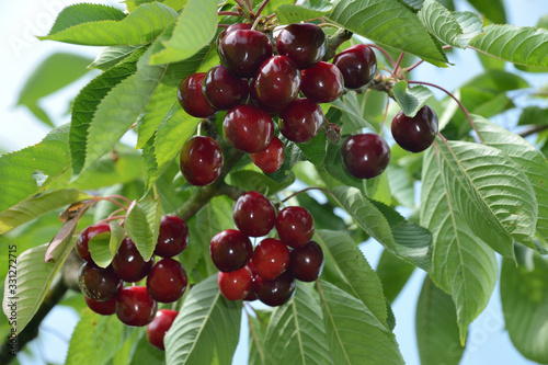 Cerises sur un cerisier, bigarreau Hedelfingen photo
