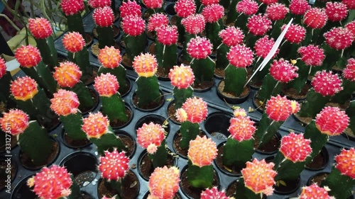 Cactus in the flower market